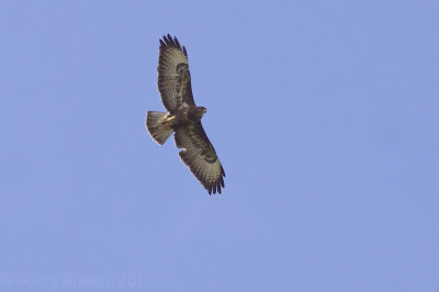 IMG_2486buizerd1.jpg