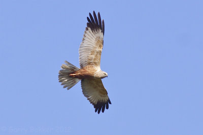 Raptors of Holland