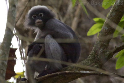 Dusky Langur - Trachypithecus obscurus