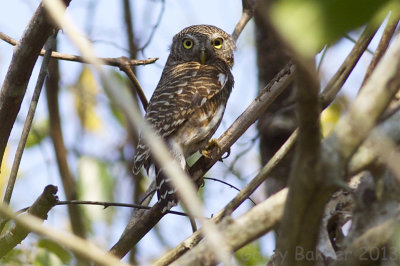 Asian Barred Owlet - Glaucidium cuculoides bruegeli