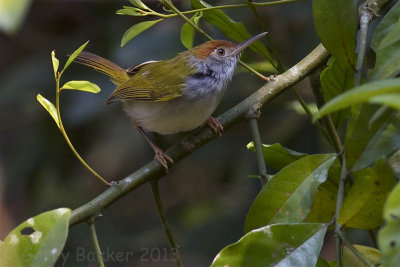 Common Tailorbird - Orthotomus sutorius inexpectatus