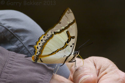 Great Nawab - Polyura eudamippus