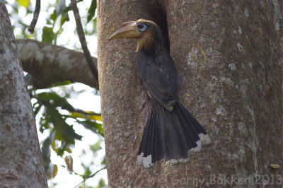 Tickell's Brown Hornbill - Anorrhinus tickelli