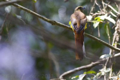 Orange-breasted Trogon - Harpactes oreskios stellae  