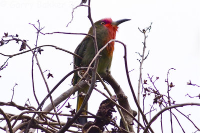 Red-bearded Bee-eater - Nyctyornis amictus