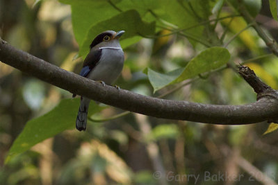 Silver-breasted Broadbill - Serilophus lunatus 