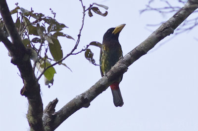 Great Barbet - Megalaima virens