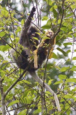 Dusky Langurs - Trachypithecus obscurus