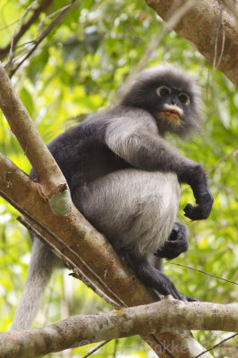 Dusky Langur - Trachypithecus obscurus