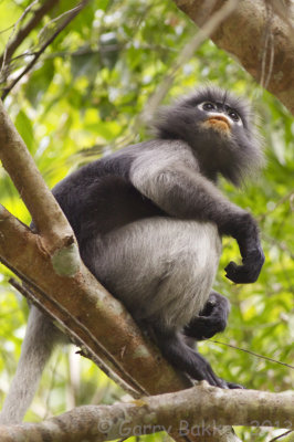 Dusky Langur - Trachypithecus obscurus