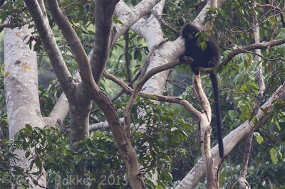 Banded Langur - Presbytis femoralis