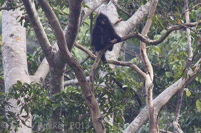 Banded Langur - Presbytis femoralis