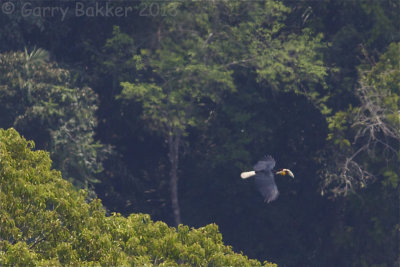 Wreathed Hornbill - Rhyticeros undulatus 