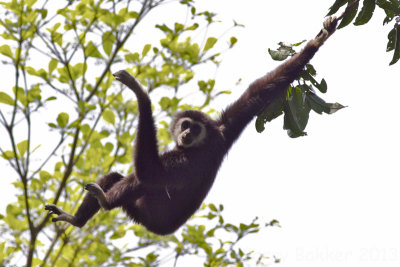 White-handed Gibbon - Hylobates lar