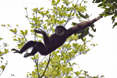 White-handed Gibbon - Hylobates lar