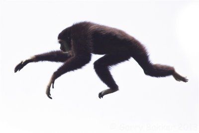 White-handed Gibbon - Hylobates lar