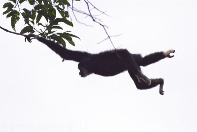 White-handed Gibbon - Hylobates lar