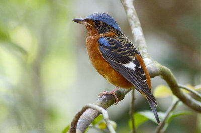 White-throated Rock-Thrush - Monticola gularis