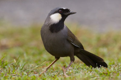 Black-throated Laughingthrush - Dryonastes chinensis propinquus