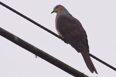 Barred Cuckoo-Dove - Macropygia unchall tusalia