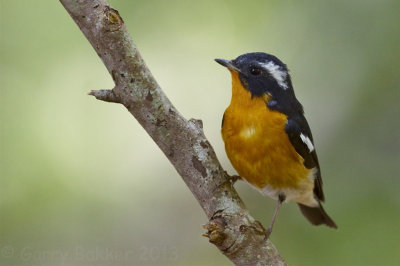 Mugimaki Flycatcher - Ficedula mugimaki