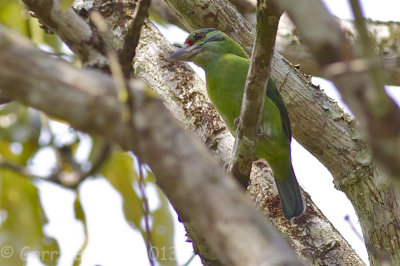 Moustached Barbet - Megalaima incognita