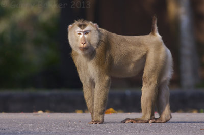 Northern Pig-tailed Macaque - Macaca leonina