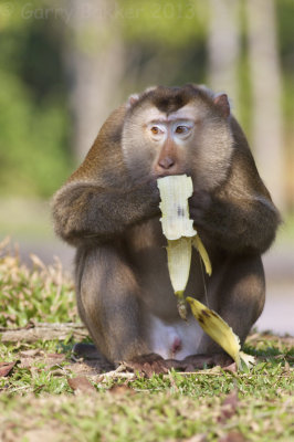 Northern Pig-tailed Macaque - Macaca leonina