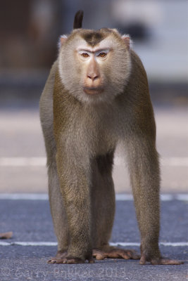 Northern Pig-tailed Macaque - Macaca leonina