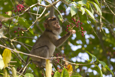 Northern Pig-tailed Macaque - Macaca leonina