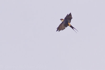 Red-rumped Swallow - Cecropis daurica japonica 