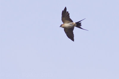 Red-rumped Swallow - Cecropis daurica japonica 