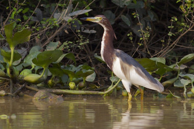 Chinese Pond-Heron - Ardeola bacchus