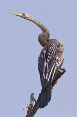 Oriental Darter - Anhinga melanogaster