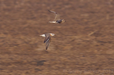 Oriental Plovers - Charadrius veredus