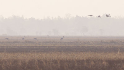 Sarus Cranes - Grus antigone sharpii