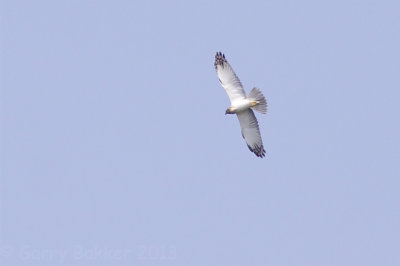 Eastern Marsh Harrier - Circus spilonotus