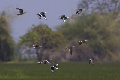 Cotton Pygmy-Geese - Nettapus coromandelianus