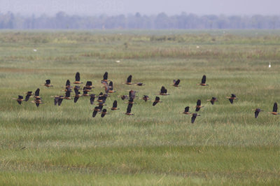 Lesser Whistling-Ducks - Dendrocygna javanica