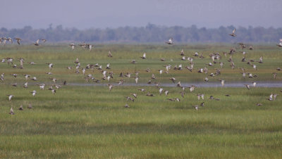 Garganeys - Anas querquedula