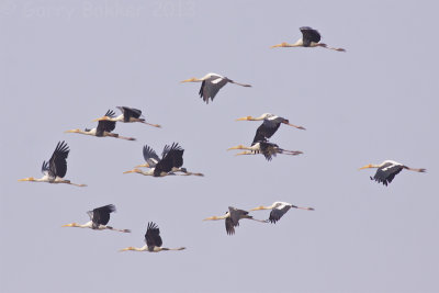 Painted Storks - Mycteria leucocephala 