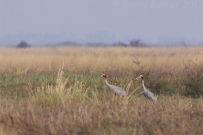 Sarus Cranes - Grus antigone sharpii