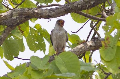White-rumped Falcon - Neohierax insignis harmandi