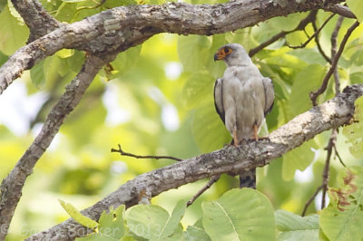 White-rumped Falcon - Neohierax insignis harmandi