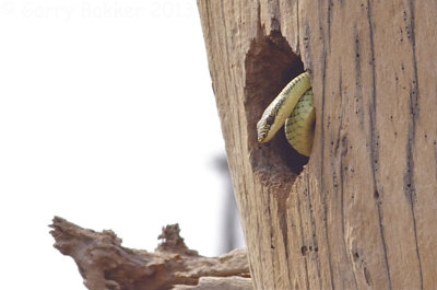 Golden Tree Snake - Chrysopelea ornata