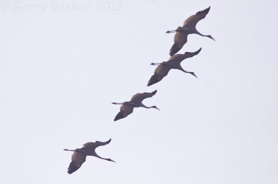 Sarus Cranes - Grus antigone sharpii