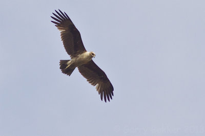 Indian Spotted Eagle - Aquila hastata