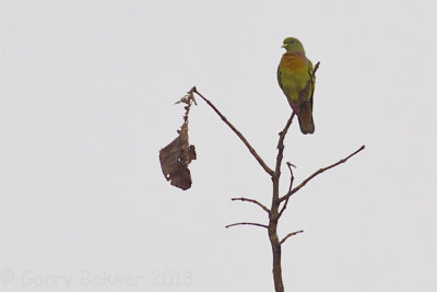 Orange-breasted Green-Pigeon - Treron bicincta