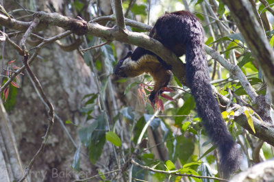 Black Giant-Squirrel - Ratufa bicolor