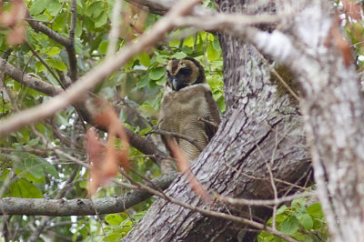 Brown Wood-Owl - Strix leptogrammica laotiana